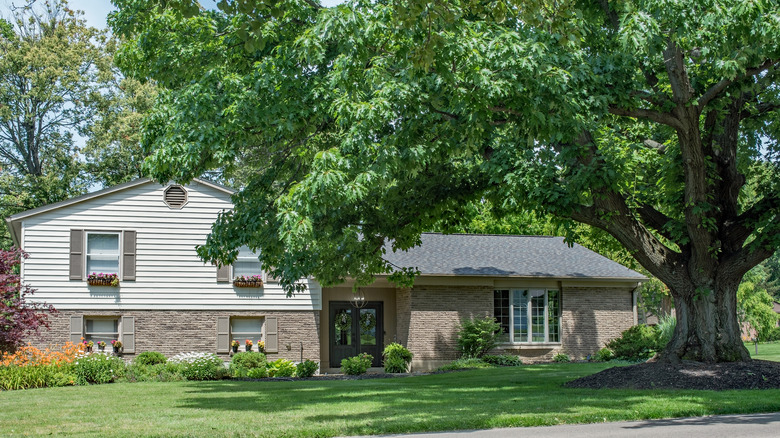 oak tree shading house