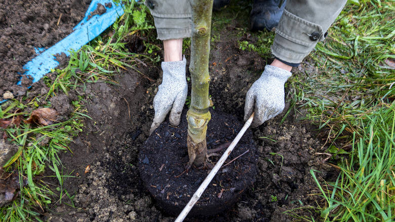 gardener measuring tree hole depth