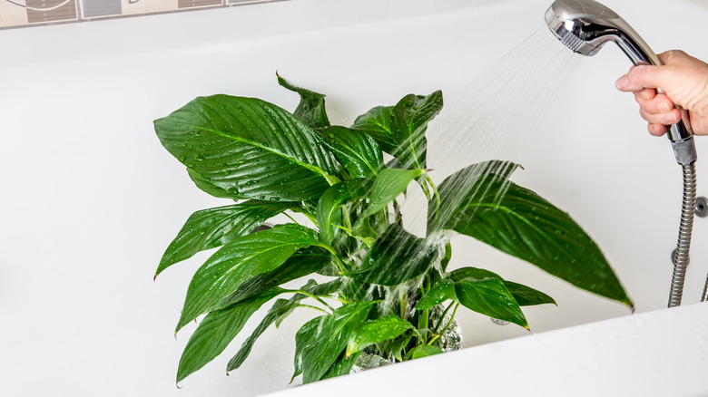 washing plant in tub