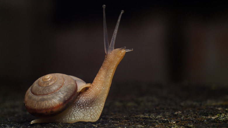 A snail raising its head