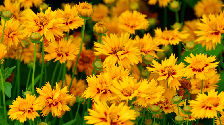 tickseed in various stages of bloom