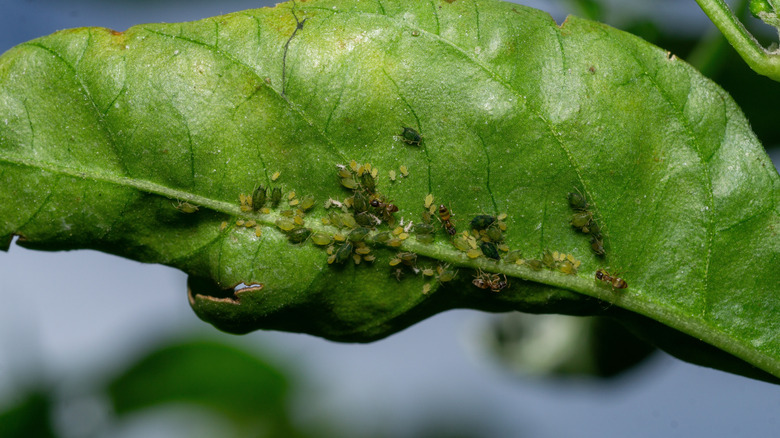 Closeup of aphids on the underside of a lemon tree leaf