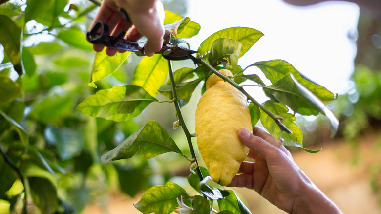 A person cutting fruit from a lemon tree