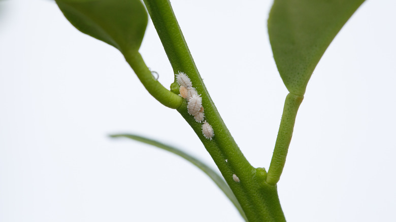 Closeup of mealybugs on the stem of a lemon tree