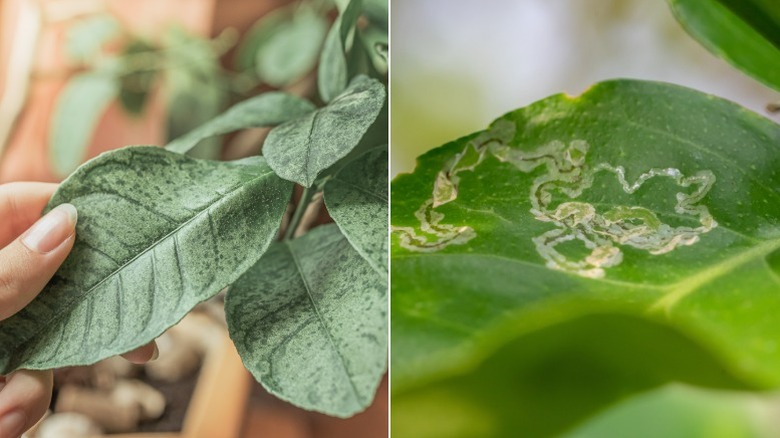 Split image showing leaf damage by spider mites on the left and leafminers on the right