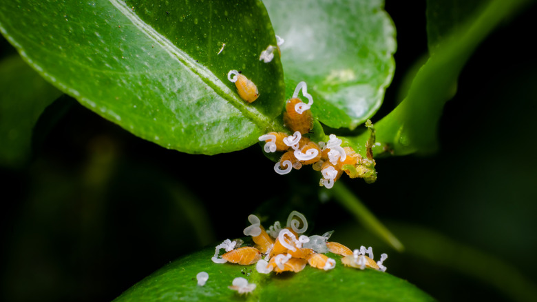 Asian citrus psyllid nympths on a lemon tree