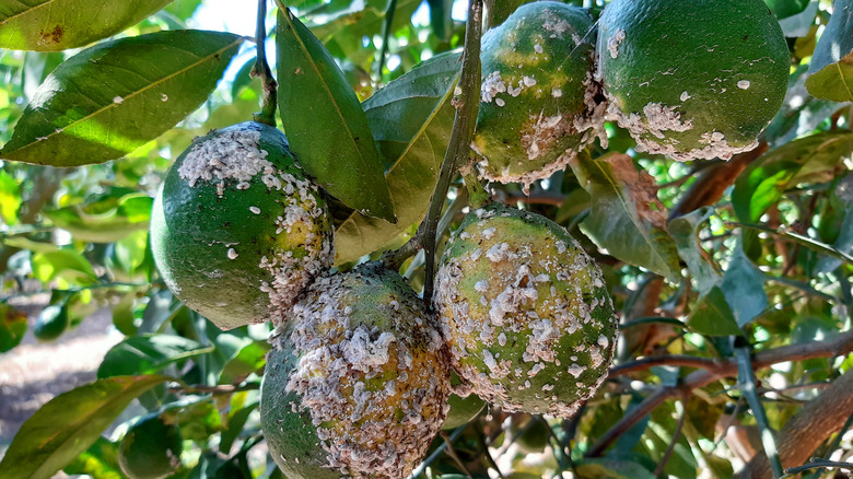 Lemons infected with citrus scale