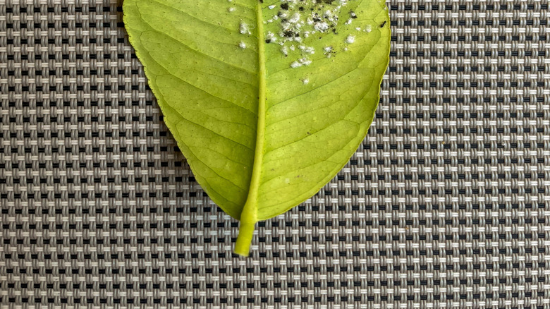 Closeup of whiteflies on the underside of a lemon tree leaf