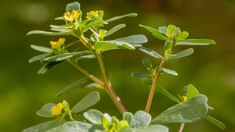 common purslane weed with yellow flowers