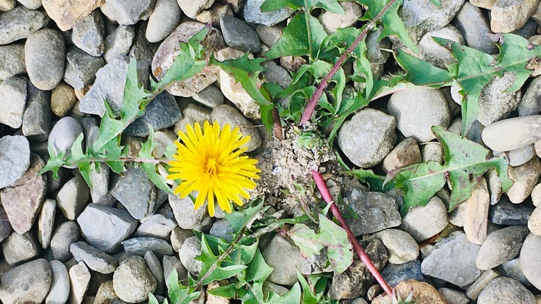 yellow dandelion flower growing in gravel area