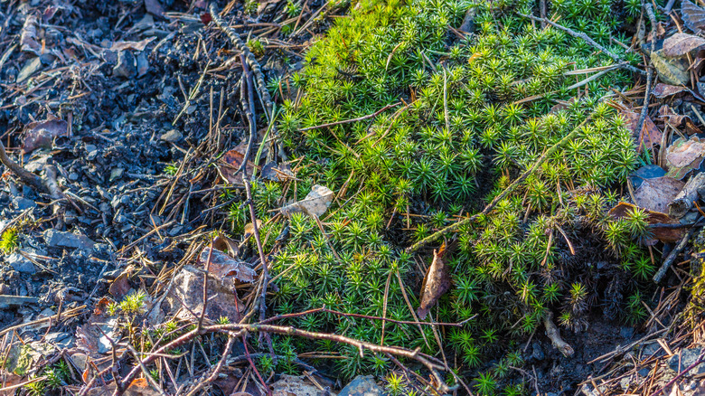 green pearlwort weed growing among branches and dirt