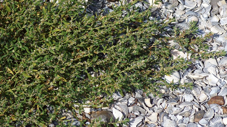 prostrate knotweed growing along a shell gravel surface