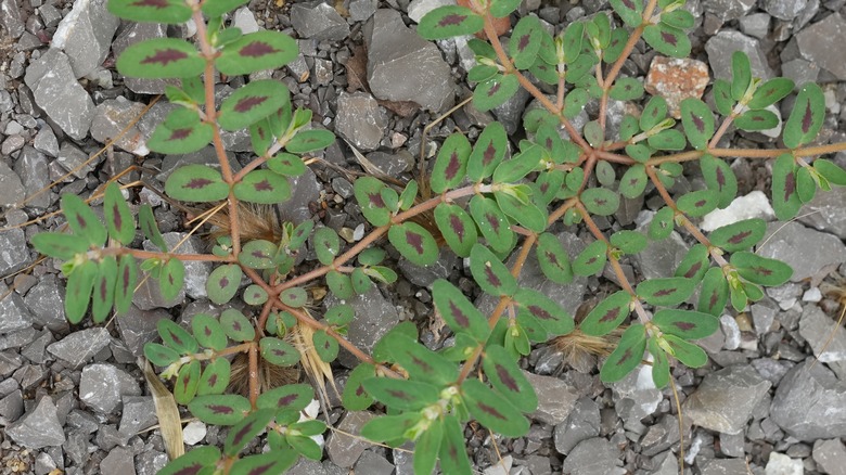 green and red spotted spurge plant in gravel