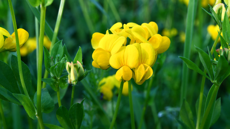 bird'sfoot trefoil flowers