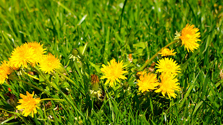 dandelions in lawn