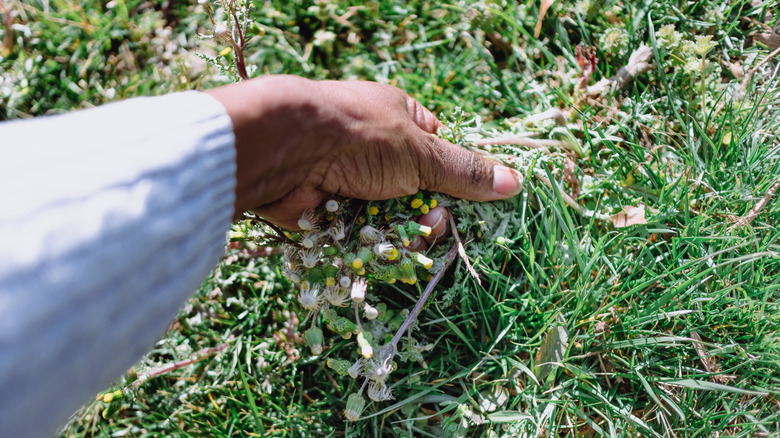 pulling up weeds