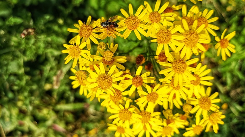 tansy ragwort flowers