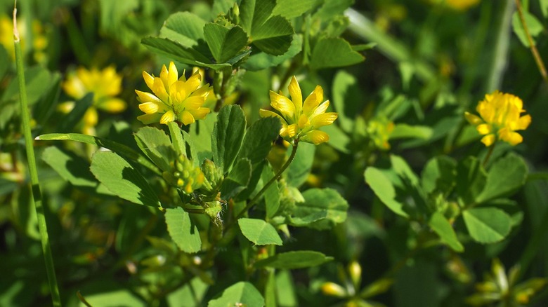 lesser trefoil flowers