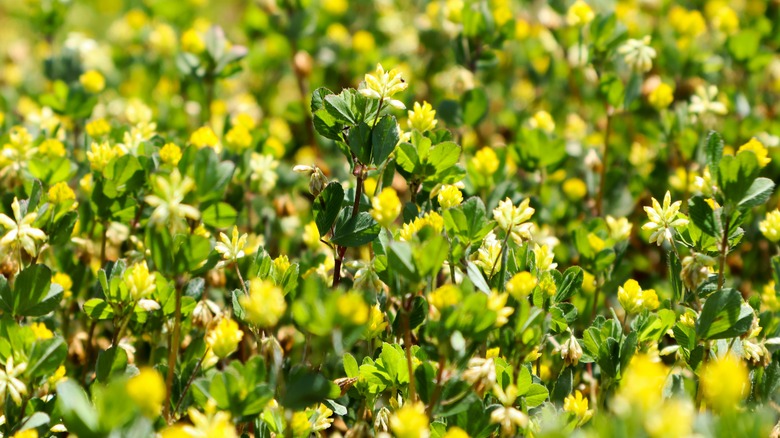 black medic flowers