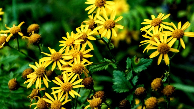 butterweed in bloom