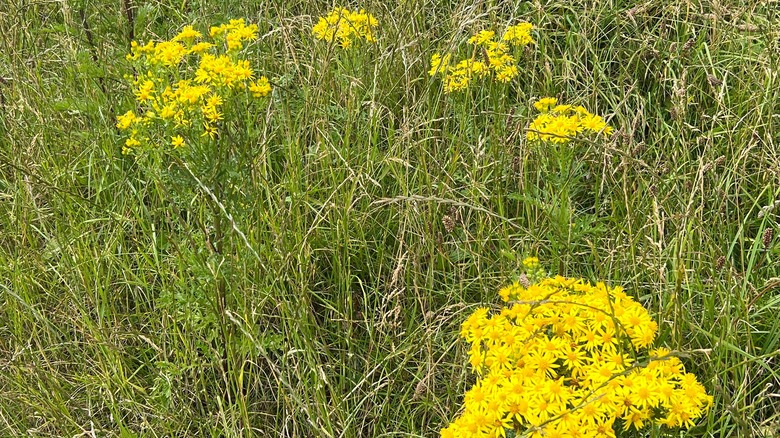 common groundsel