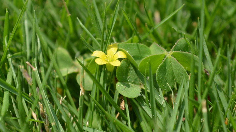 yellow wood sorrel in lawn