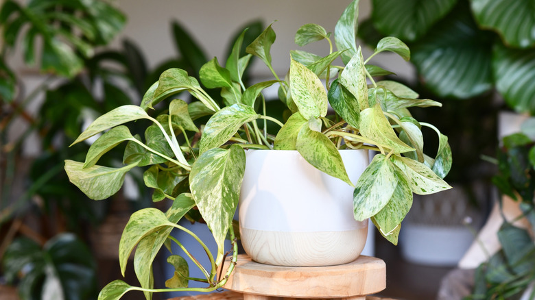 Variegated pothos plant in a white pot.