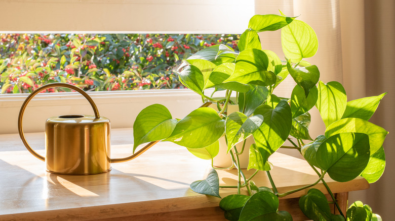 Potted pothos plant counter by a watering can.