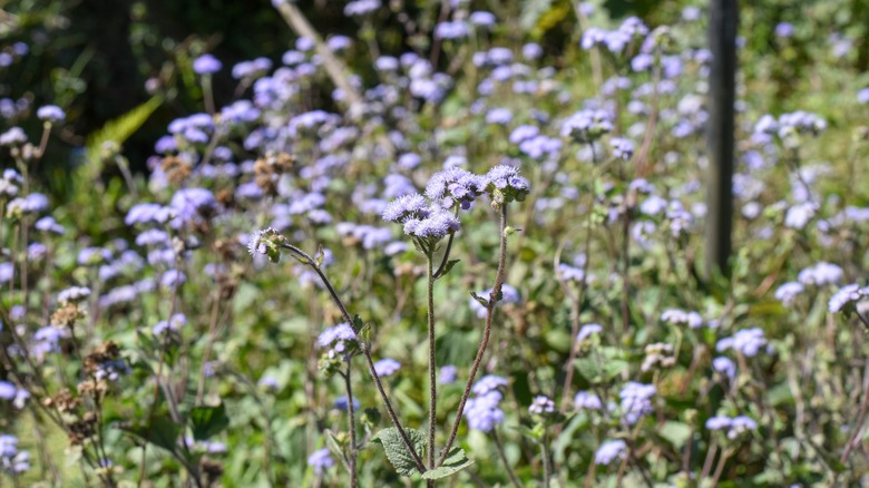 A field of Conoclinium coelestinum