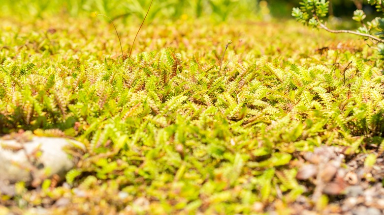 A patch of Leptinella Squalida