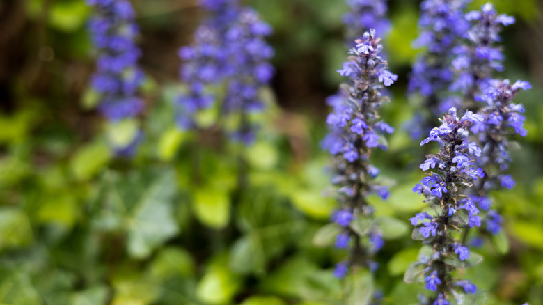 A closeup of bugleweed flower blooms