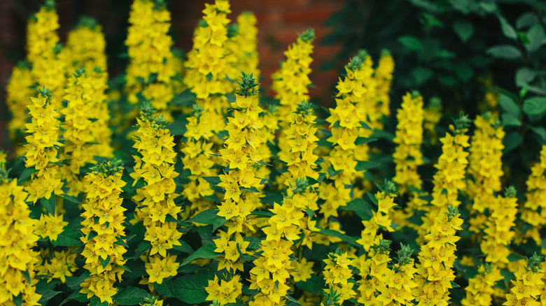 Yellow blooms of moneywort in a garden