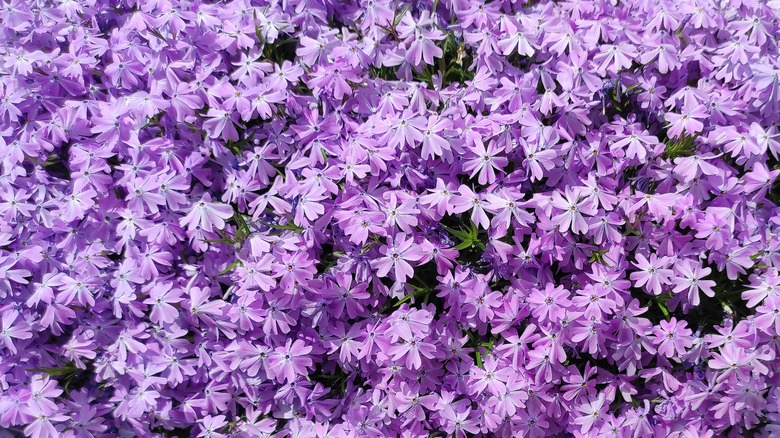 A closeup of creeping phlox flowers