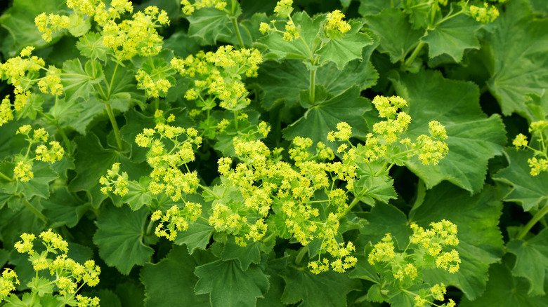 Alchemilla mollis flowers and leaves