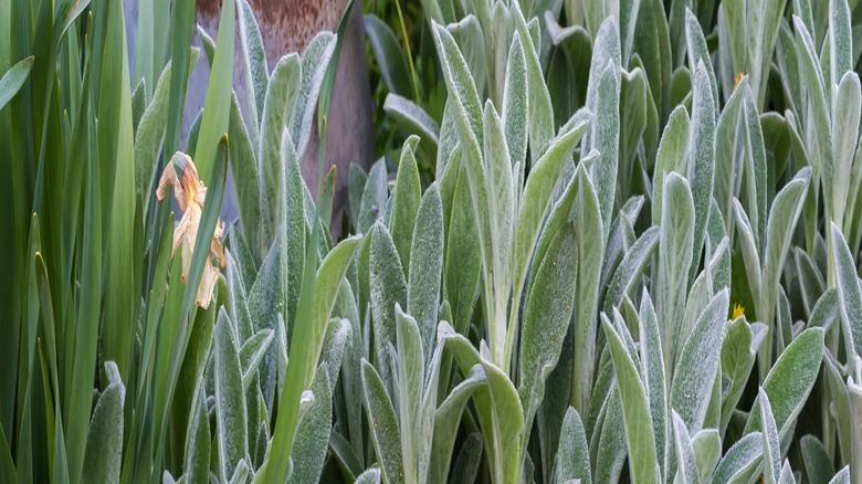 Crop of lamb's ear plants