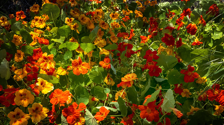 Red and orange Nasturtiums growing wild