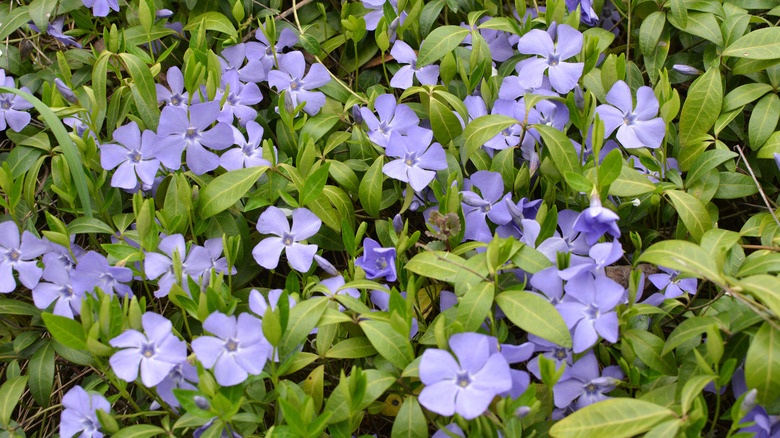 A field of periwinkle flowers in bloom