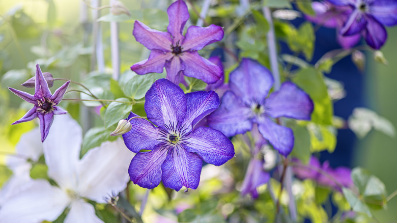 A selection of clematis flowers