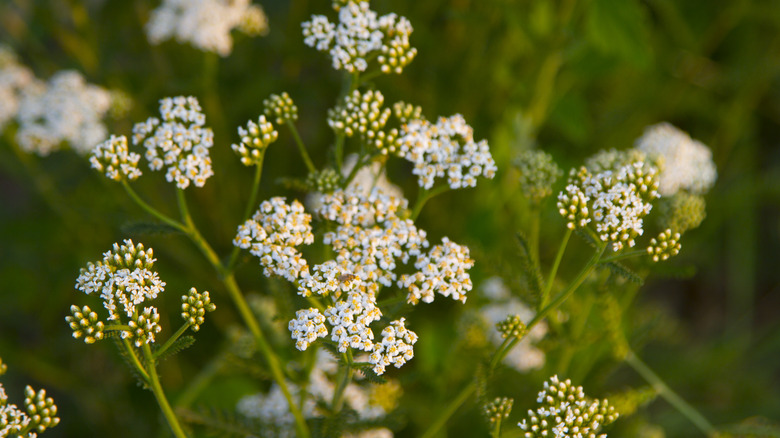 Closeup of blooming yarrow flowers