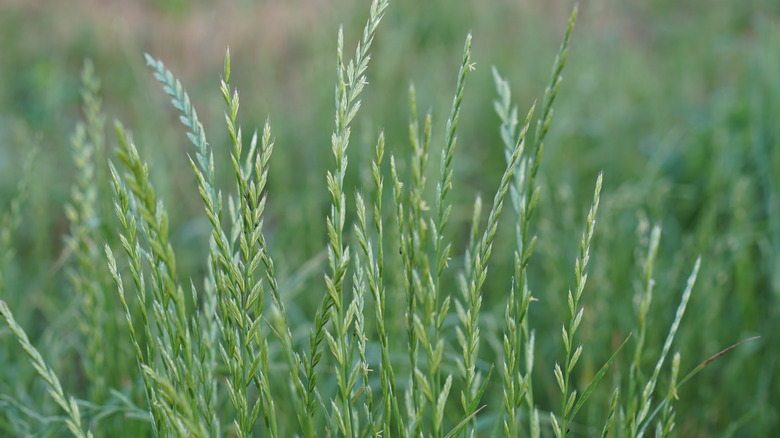 A close up view of ryegrass flowering seedheads