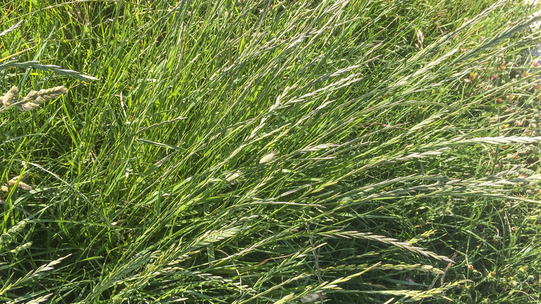 An aerial view of overgrown ryegrass with seedheads