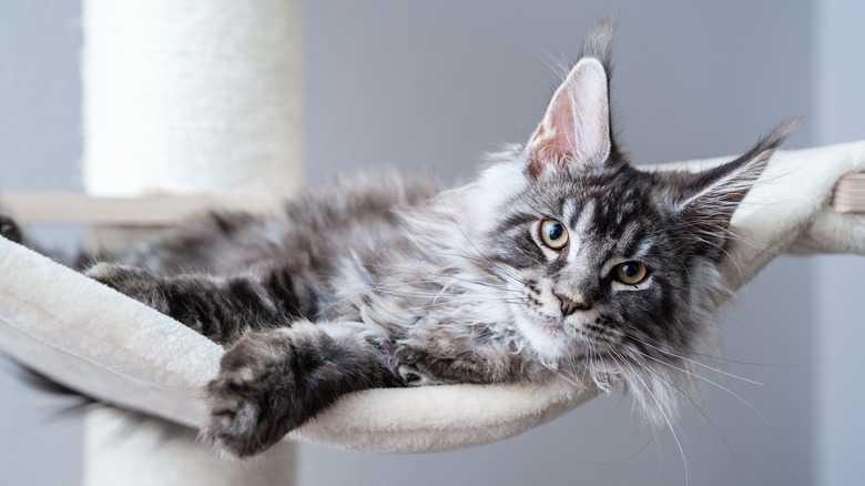 cat laying in a hammock