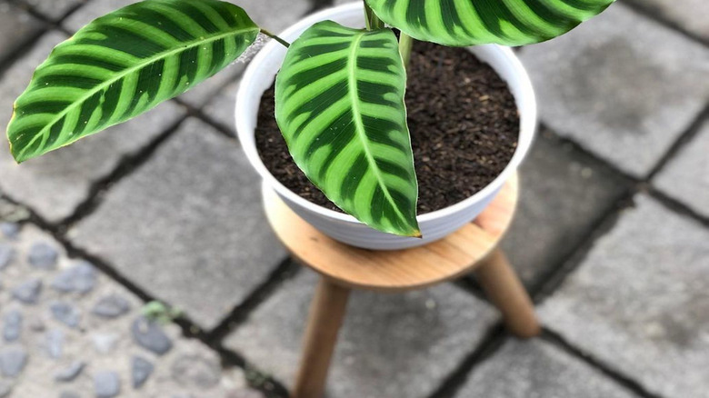 Closeup of zebra plant