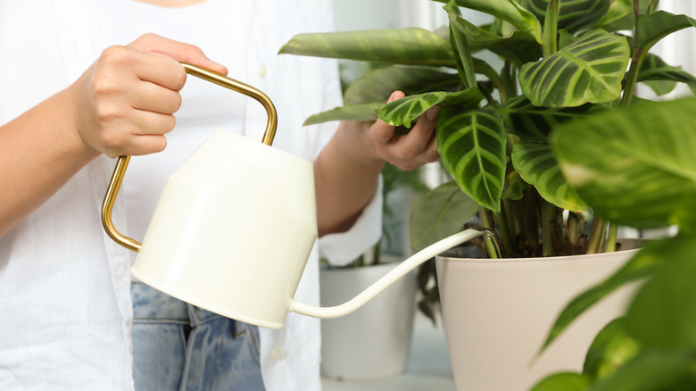 Woman watering zebra plant