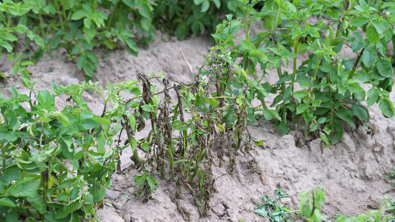 Infection-riddled tomato and potato crops