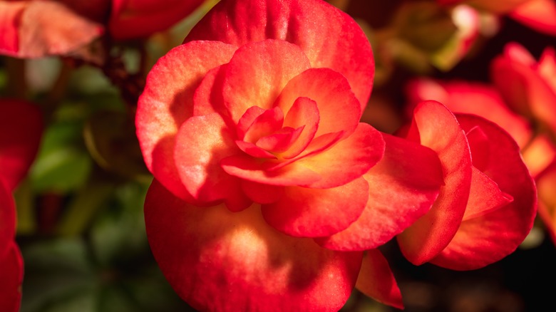 Pink begonias