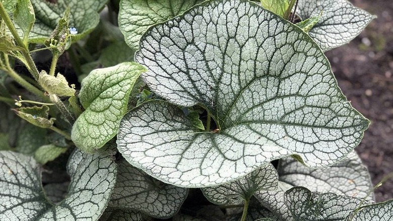 Brunnera leaf