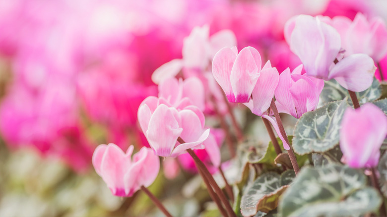 Pink Cyclamens