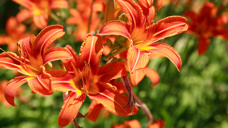 Orange daylilies in garden