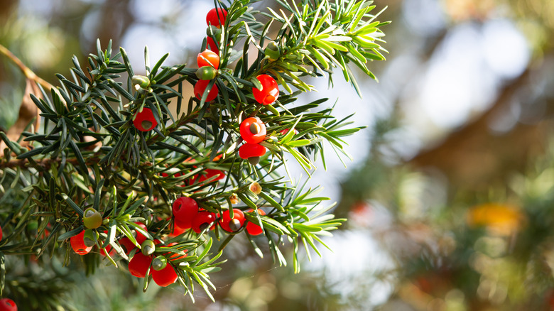 Branch of English yew